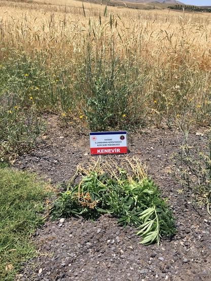 Kayseri’de 90 kök kenevir ele geçirildi