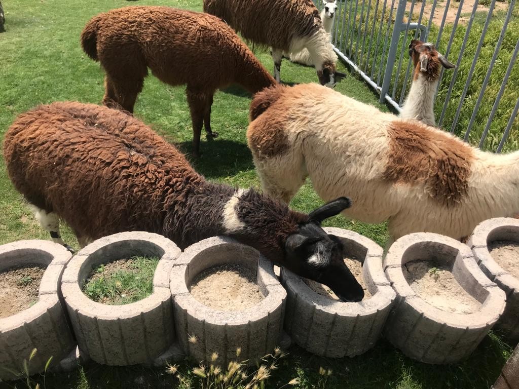 Anadolu Harikalar Diyarı Hayvanat Bahçesini pandemiden sonra 10 bin kişi ziyaret etti