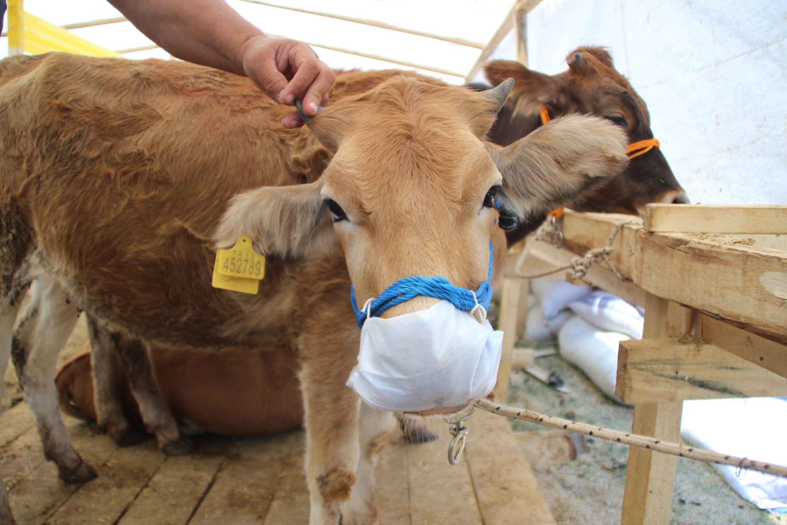 MASKELİ DANA HEM GÜLDÜRDÜ HEM MESAJ VERDİ