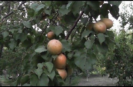 MALATYA KAYISISINA KAYSERİ’DEN RAKİP ÇIKTI