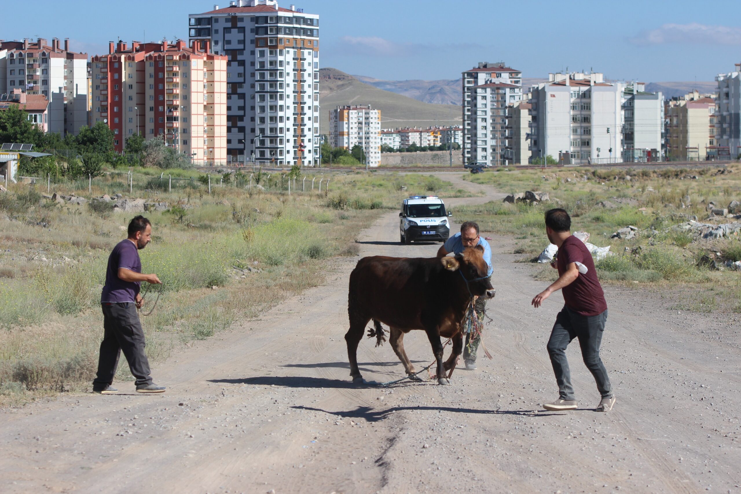 SAHİPLERİNİN ELİNDEN KAÇAN KURBANLIK DANA TEHLİKELİ ANLAR YAŞATTI