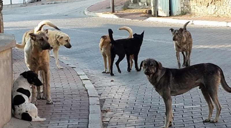 Mahalledeki köpeklerin gönüllü bakıcısı