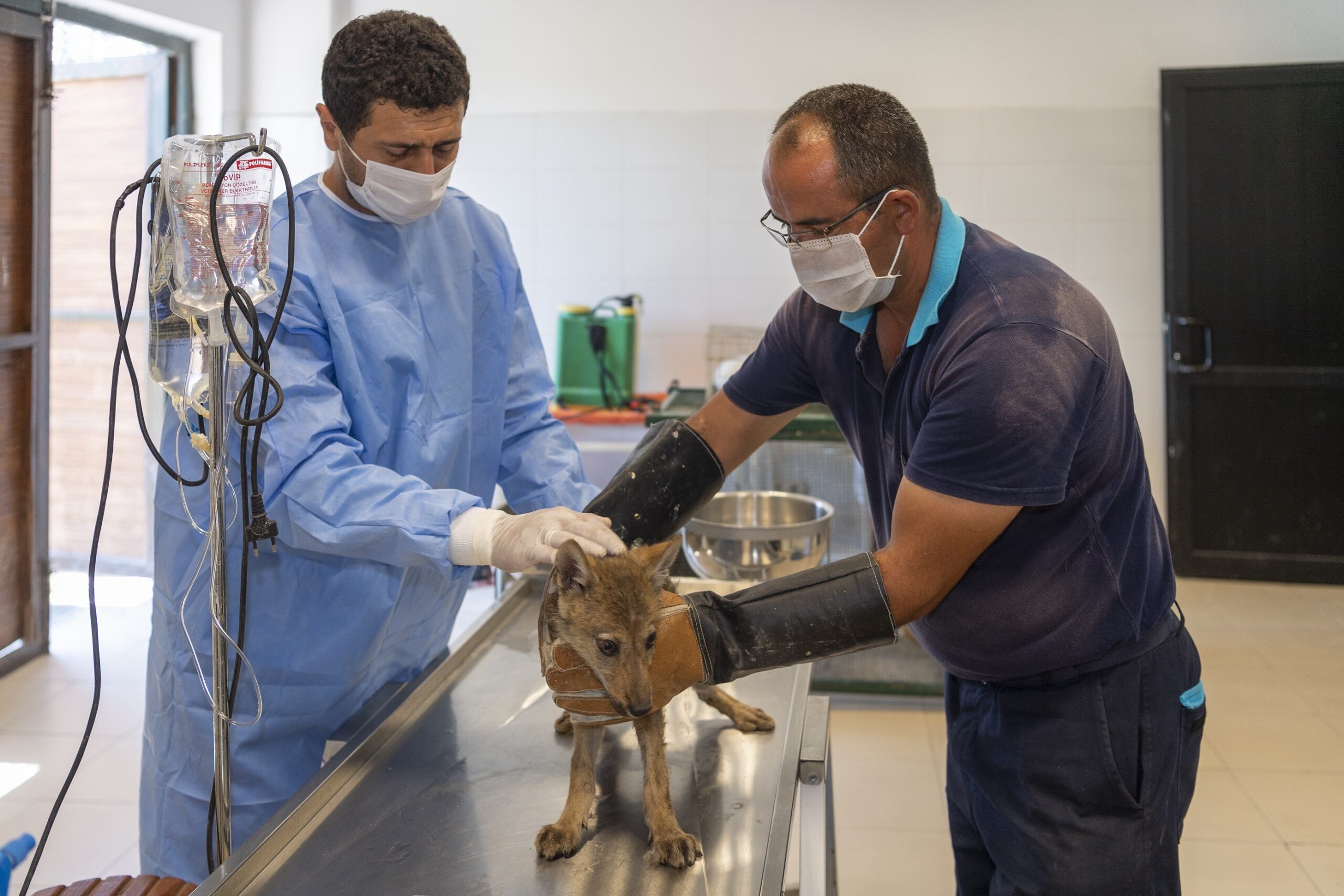 Sahipsiz hayvanlar büyükşehir korumasında