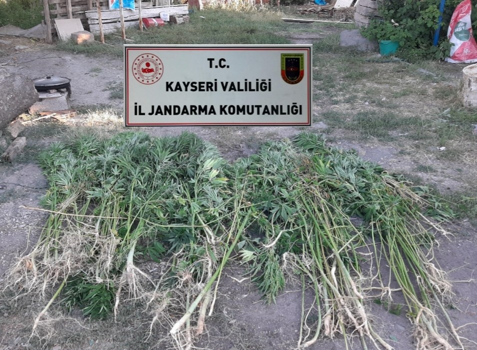 Kayseri’de 236 kök kenevir bitkisi ele geçirildi