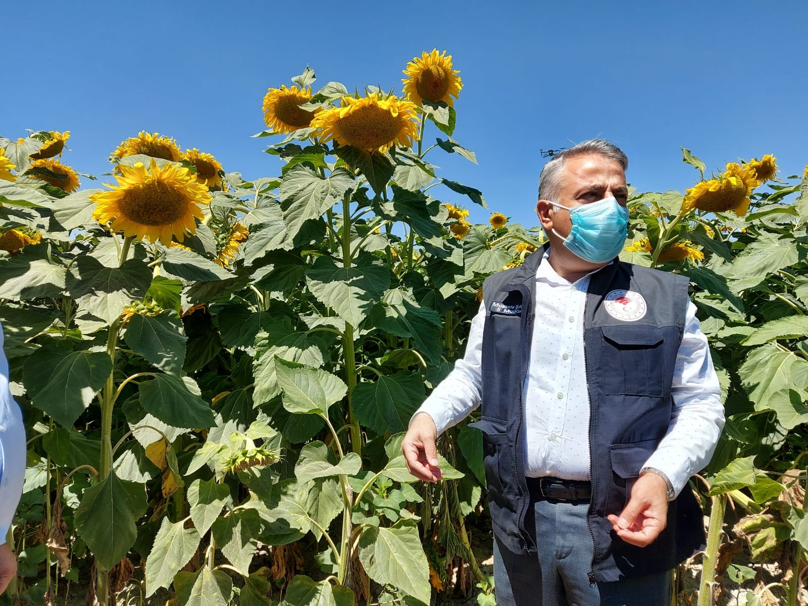 Yeşilhisar’da ayçiçeği ekim alanları kontrol edildi