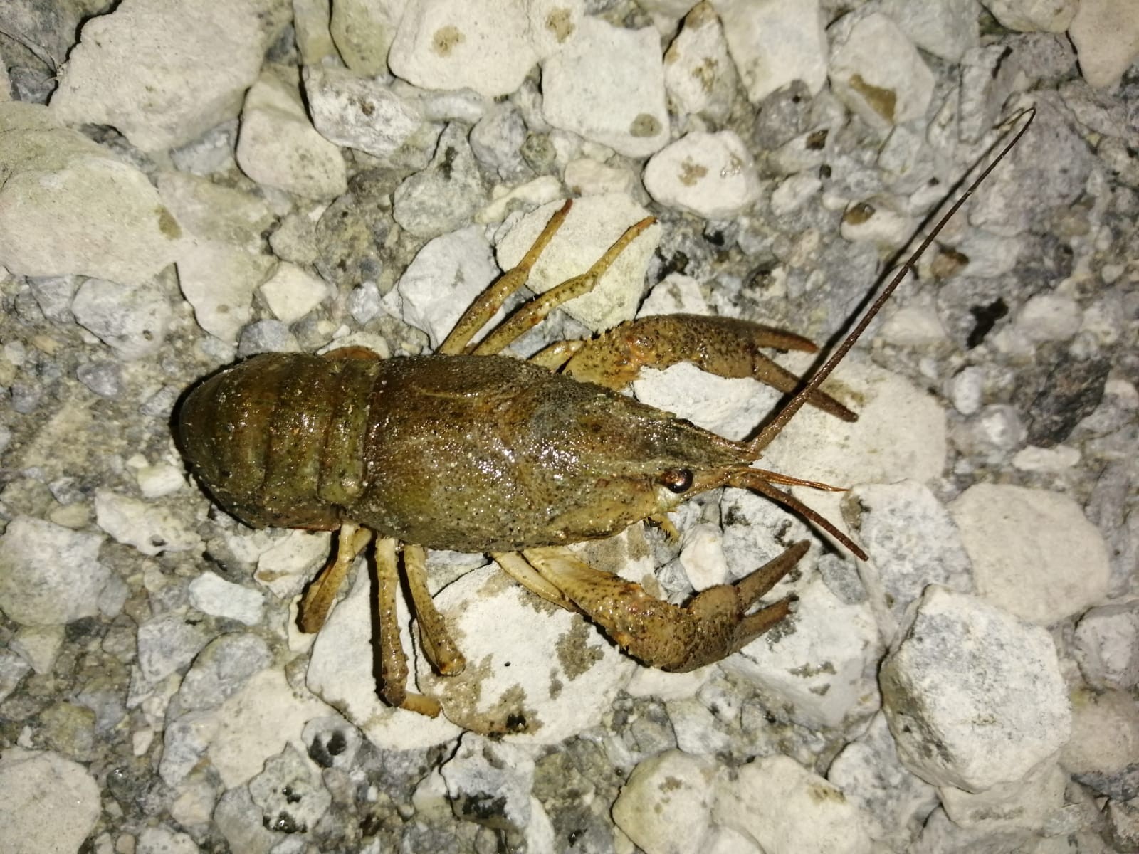 Yeşilhisar Akköy barajındaki doğal servet gün yüzüne çıkarılmayı bekliyor