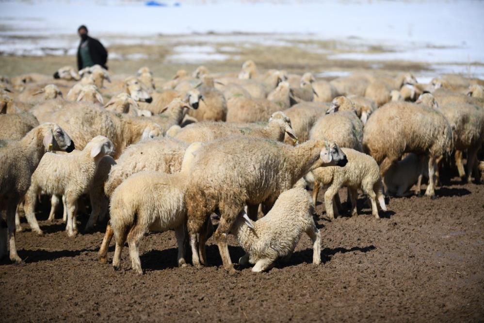 Öğretmenliği bırakıp hayvancılığı seçti